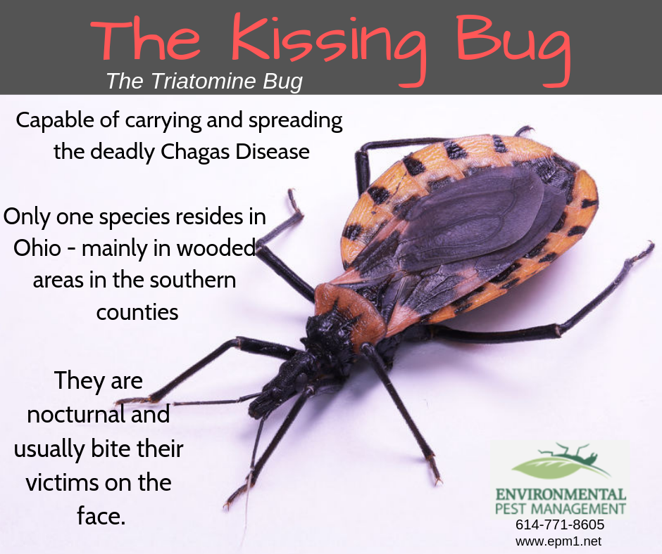 Kissing bug
