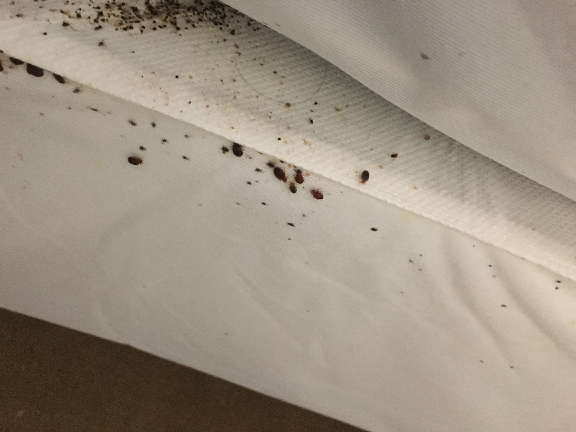 Bed Bug Prevention - Holiday Travel Tips